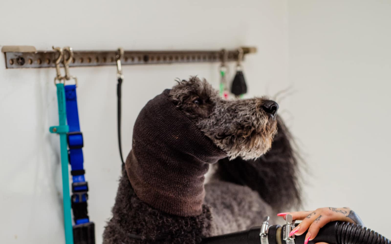 Stanowisko groomerskie w salonie: stół zabiegowy, suszarka i szczotki